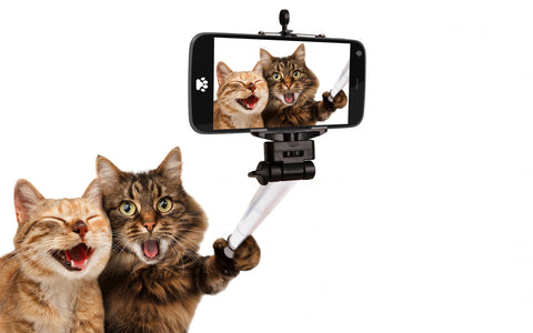 Cat selfie stick